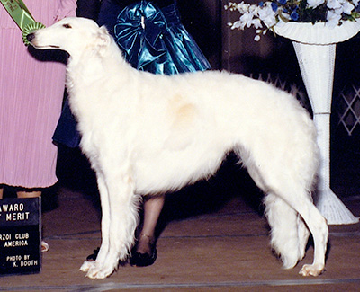 Top Best of Opposite Sex Borzoi 1990